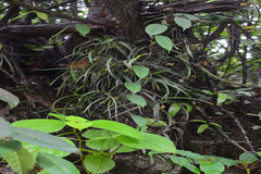 Sarcanthus pauciflorus